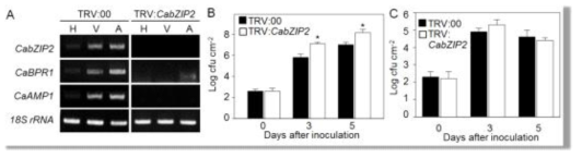 Enhanced susceptibility of CabZIP2 gene-silenced pepper plants to Xcv infection