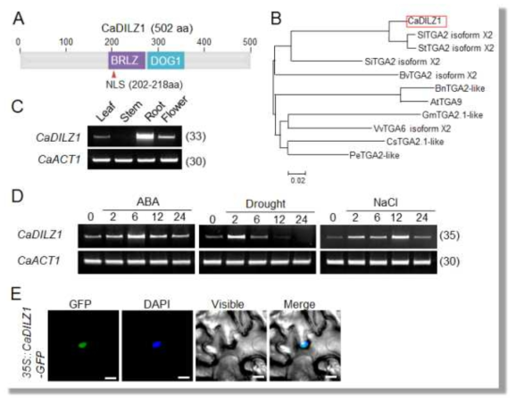 Molecular characterization of the CaDILZ1 protein