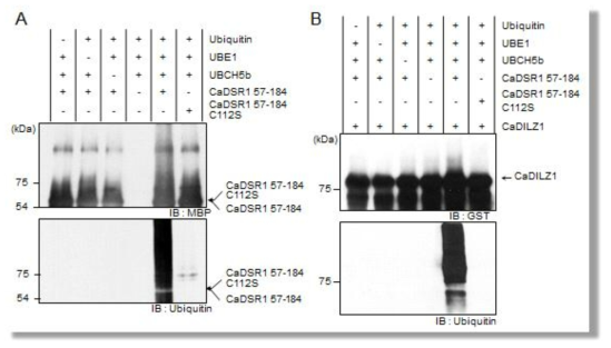 E3 ubiquitin ligase activity of CaDSR1