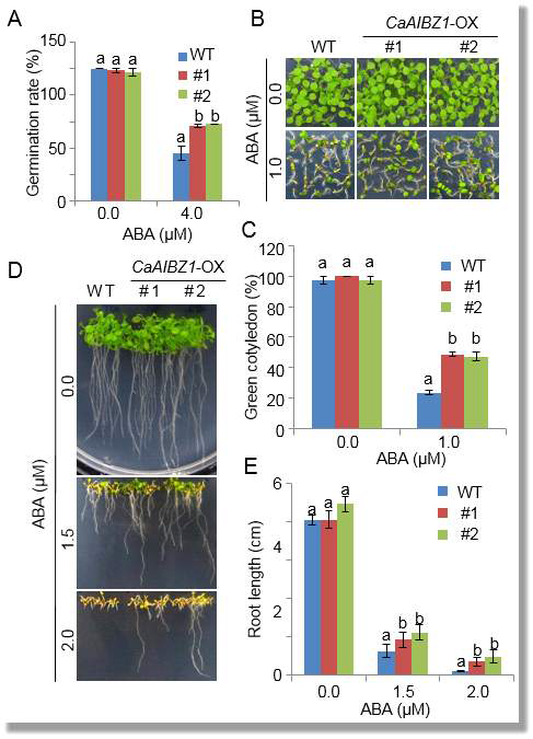 Reduced sensitivity of CaAIBZ1-OX plants to abscisic acid