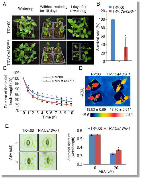Reduced tolerance of CaASRF1-silenced pepper plants to drought stress