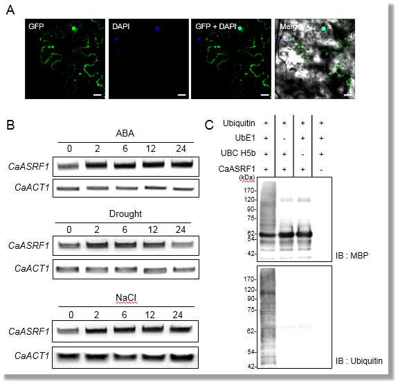 Localization, expression and ubiquitination of CaASRF1