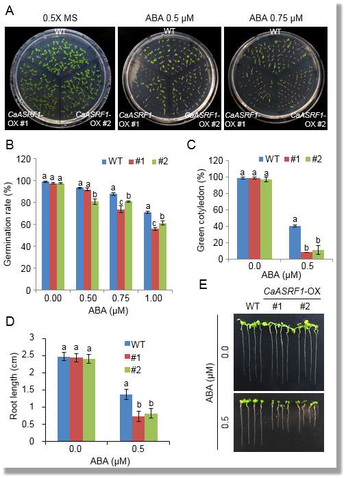 Enhanced sensitivity of CaASRF1-OX plants to abscisic acid