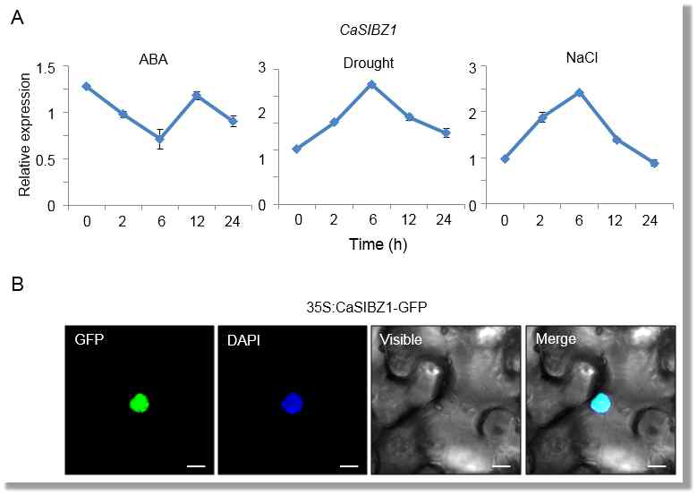 Expression of subcellular localization of CaSIBZ1