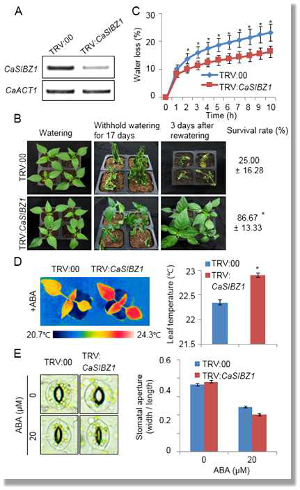 Enhanced tolerance of CaSIBZ1-silenced pepper plants to derought stress