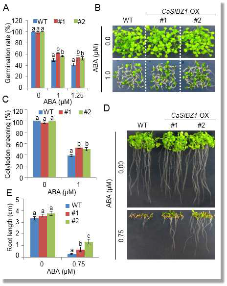 Reduced sensitivity of CaSIBZ1-OX plants to abscisic acid