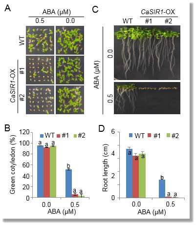 Enhanced sensitivity of CaSRI-OX plants to abscisic acid