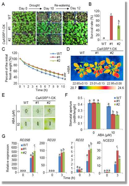 Enhanced tolerance of CaSIR1-OX plants to drought stress