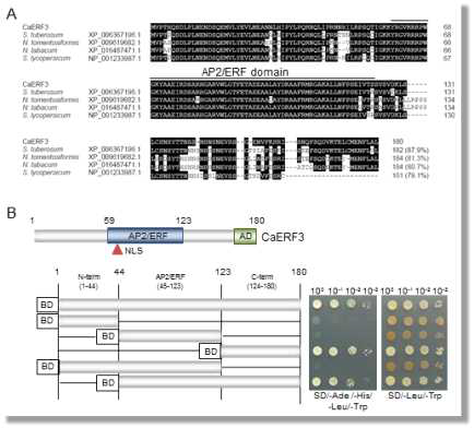 Sequence analysis transactivation of CaERF3