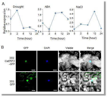 Expression of CaERF3 and subcellular localization of CaERF3