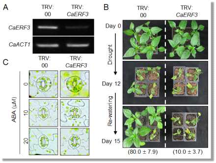 Increased susceptibility of CaERF3-silenced pepper plants to dehydration stress