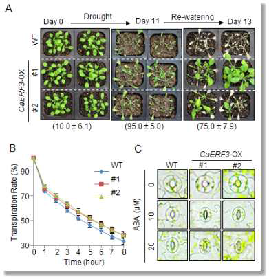 Enhanced tolerance of CaERF3-OX plants to drought stress
