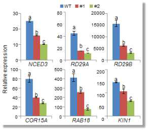 Expression of stress-related genes