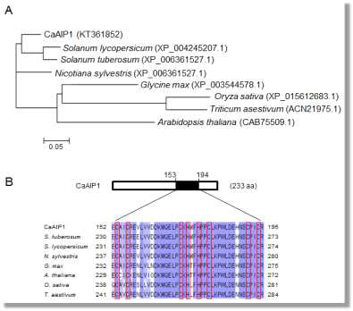 Amino acid sequence analysis of the pepper CaAIP1 protein