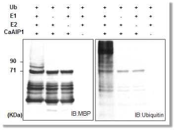 In vitro self-ubiquitination of CaAIP1