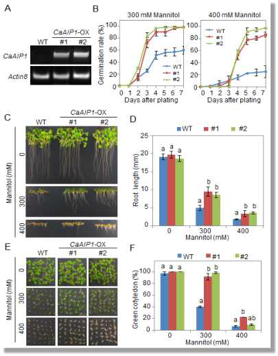 Enhanced tolerance of CaAIP1-OX plants to osmotic stress