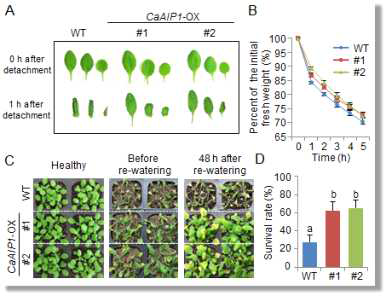 Enhanced tolerance of CaAIP1-OX plants to dehydration and drought stresses