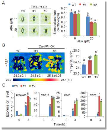 Enhanced sensitivity of CaAIP1-OX plants to ABA