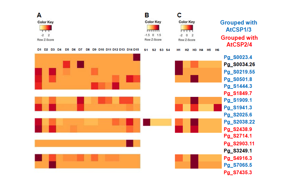 Heatmap of CSD protein genes in P. ginseng genome. Expression profiles in various tissues at various developmental stages (A) and under abiotic stresses (B and C) were determined using normalized FPKM values obtained from RNA-Seq data. Expression values (FPKM) were scaled per row (i.e. per gene) to visualize expression peaks of genes among samples. Heatmap was generated using heatmap.2 function provided by the R-package gplots. D1, adventitious roots; D2, seeds (stratified and stored at 4℃); D3, seeds (imbibed at 4℃ for 3 weeks); D4, seedlings of 30 days old; D5, leaves of 1-year old plants; D6, roots of 1-year old plants; D7, leaves of 5-year old plants; D8, stems of 5~6-year old plants; D9, main roots of 6-year old plants; D10, rhizomes of 6-year old plants; D11, lateral roots of 6-year old plants; D12, dormant roots of 7-year old plants; D13, flowers; D14, immature fruits; D15, mature fruits; S1, control plants (1-year old whole plants); S2, plants treated with 100 mM NaCl for 24 hr; S3, plants treated with cold (4℃) for 24 hr; S4, plants treated with drought (air-drying) for 24 hr; H1, leaves of control plants (1-year old, cv. ChP); H2, leaves of plants (1-year old, cv. ChP) treated with heat (30℃) for 1 week; H3, leaves of plants (1-year old, cv. ChP) treated with heat (30℃) for 3 weeks; H4, leaves of control plants (1-year old, cv. YuP); H2, leaves of plants (1-year old, cv. YuP) treated with heat (30℃) for 1 week; H3, leaves of plants (1-year old, cv. YuP) treated with heat (30℃) for 3 weeks