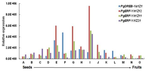 Expression profiles of cloned genes at various tissues and developmental stages. Expression of cloned four genes, PgDREB-Ya1Z1, PgERF-Yh1Z12, PgERF-Yh1Z11, and PgERF-Yi1Z21, was analyzed by searching RNA-seq databases of 15 P. ginseng samples representing various tissues and developmental stages. FPKM values were determined by mapping of RNA-seq reads on those sequences and then relative expression was determined after normalization with FPKM value of PgActin gene. A, seeds (stratified); B, seeds (imbibed at 4℃ for 3 weeks); C, adventitious roots; D, seedlings (30 days old); E, roots (1 year old); F, leaves (1 year old); G, main roots (6~7 years old); H, rhizomes (6~7 years old); I, lateral roots (6~7 years old); J, roots (dormant, 7 years old); K, shoot (without leaves); L, leaves of 6~5 year old plants); M, flowers; N, immature fruits (green); O, mature fruits (red)