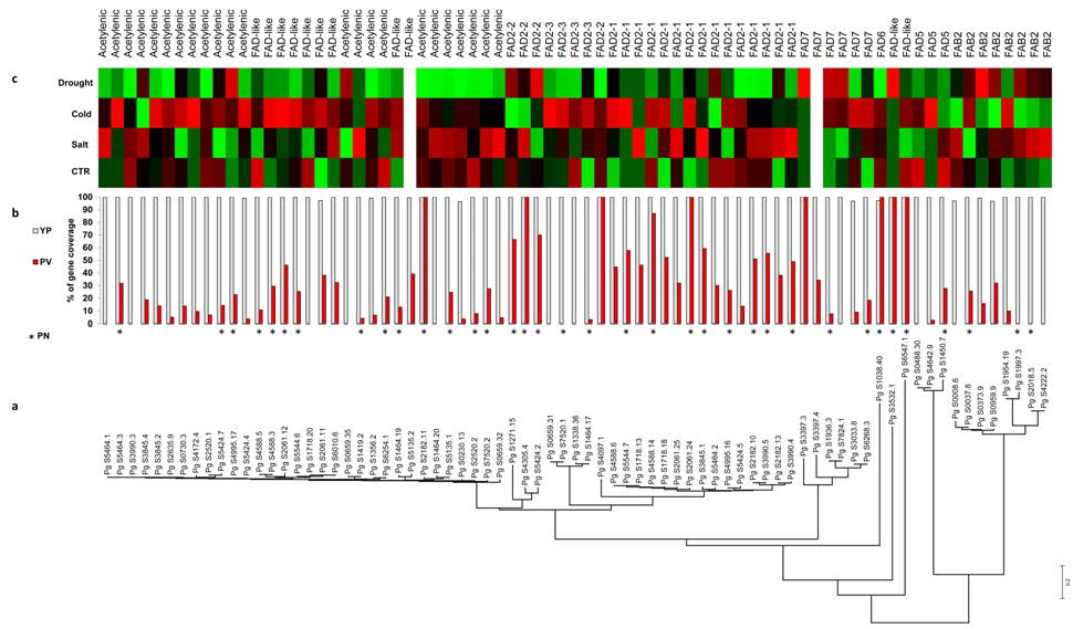 Classification and expression of FAD genes. (a) Phylogenetic analysis of FAD genes. (b) Mapping coverage for coding (CDS) genes using 10x coverage WGS reads from tetraploid P. ginseng cv. YuP (white bars) and diploid P. vietnamensis (red bars).Orthologous FADs in diploid P. notoginseng (PN) denoted as * under the bar graphs. (c) TMM normalized expression of each gene under control (CTR), drought, salt and cold stress conditions. The FAD subclass is represented at the top to show expansion of specific sub classes and its role in abiotic stress responses