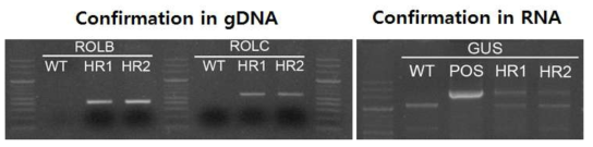 Confirmation of transformation in 강화 hairy root genomic DNA or RNA. RolB and RolC genes are co-transformed into genome during transformation. WT: wild type (non-transformed), HR1: hairy root 1, HR2: hairy root 2, POS: positive control (GUS gene)
