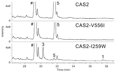 GC/MS로 확인한 CAS2 돌연변이체의 기능. 클로닝된 OSC를 효모에서 발현시켰으며 GC/MS로 확인한 total chromatogram과 주요 peak의 mass spectra를 보여준다. 각 peak에 대한 물질은 Fig. III-7-1과 같다