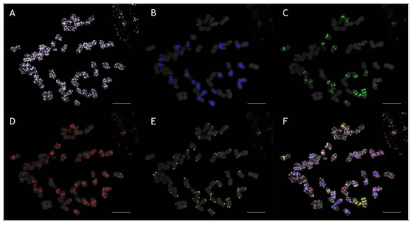 Direct-labelled multi-color FISH (mcFISH) using five different fluorochromes for simultaneous cytogenetic mapping of repetitive DNA elements in P. ginseng. A) PgDel1 (Cy5-white) showing disperse genomic hybridization, B) PgDel2 (DEAC-blue) showing subgenomic pericentromeric hybridization to 24 chromosomes, C) PgTRb (FAM-green) distribution to 24 chromosomes, D) Total PgTR signals (Texas Red- red) showing hybridization to all chromosomes, E) Telomeric repeat of TTAGGG (Cy3-orange) showing telomeric hybridization, and F) merged signals of all probes