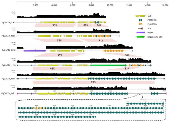 Diagrammatic representation of representative PgCACTA elements. Black graphs at the upper portion of each element represent mapping depths of 1x coverage WGS reads to each element at log 100 scale. Transposase coding sequences are shown, corresponding to the highly conserved regions of the elements. Pg167TR units at the 3