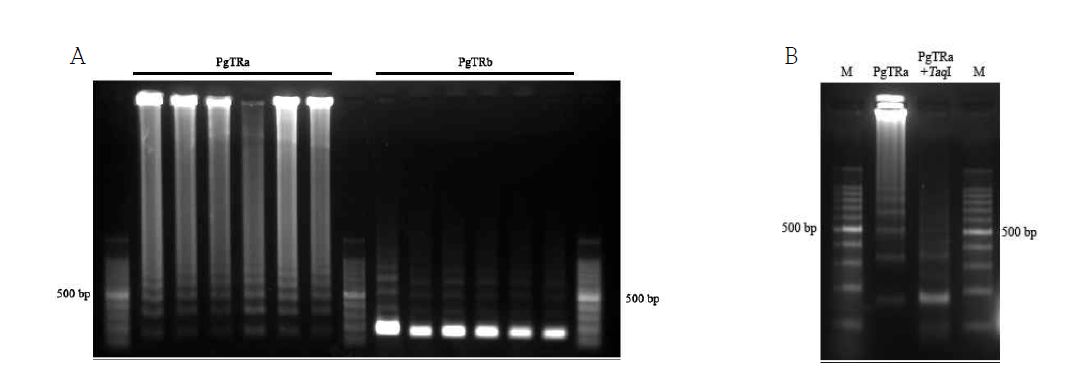 A) PCR amplification of PgTRa and PgTRb using subgroup-specific primers. B) High-molecular weight PgTRa amplicons were digested with TaqI restriction enzyme