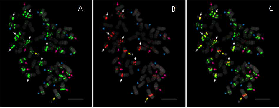 Distribution of oligoprobes PgTRa (Var_a, A) and PgTRb (B). Overlapped image of panels A and B is shown in panel C. PgTRa (Var_a) hybridized to all chromosomes with different pattern from that of PCR-based combined PgTRa/PgTRb. 20 chromosomes hybridized with PgTRb (arrows, four are ambiguous, compared to that in Fig. 7). 12 chromosomes show PgTRa-specific signals (blue arrowheads). Ten chromosomes showed very intense PgTRa signals but weak colocalized PgTRb (pink arrows). Eight chromosomes showed intense signals for both PgTRTs (white arrows). The distal PgTR locus in chromosome 3 showed PgTRb-specificity (yellow arrows). Bars=10 μm