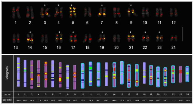 A) Karyogram showing PgTRb distribution. Asterisks show the 12 chromosomes bearing PgTRb loci. B) Karyotype idiogram of P. ginseng somatic metaphase complement based on chromosome length and tandem repeat and retrotransposon cytogenetic markers. Blue, green, red, and yellow bars indicate DAPI, 5S rDNA, 45S rDNA, and PgTR bands. PgTR bands with red borders indicate PgTRb. Purple and outlined chromosomes represent PgTRb and PgDel2-rich (Choi et al, 2014) chromosomes, respectively. Bars= 10 μm