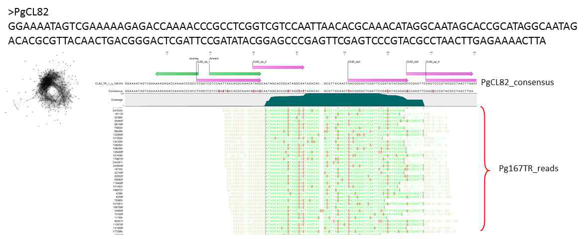 Identification a low-abundance 168-bp satellite repeat (left panel) with a 71-bp (66..136) region homologous to Pg167TR (right panel). Green and pink arrows indicate PCR primers and oligoprobe for FISH analysis, designed in regions