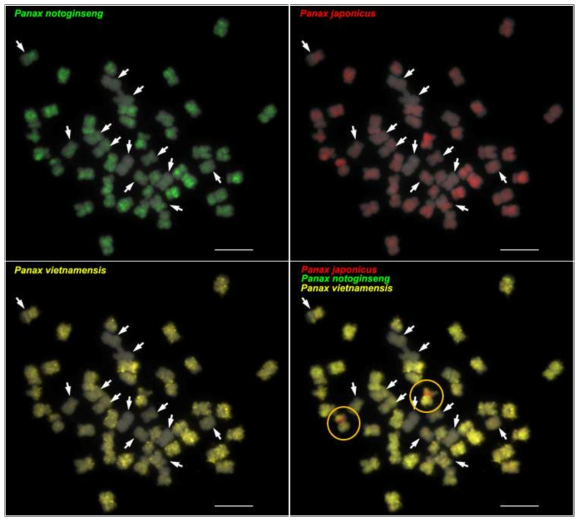 GISH analysis of three diploid ginseng related species, P. notoginseng, P. japonicus, and P. vietnamensis to P. ginseng chromosomes. The three genomes hybridized to mostly similar chromosomal regions with varying intensity, while about 12 chromosomes showed no or weak signals (white arrows). This reveals the homology of the 45S rDNA between P. japonicus and P. ginseng (circles), corroborating data from 그림 2. Bars = 10 ìm