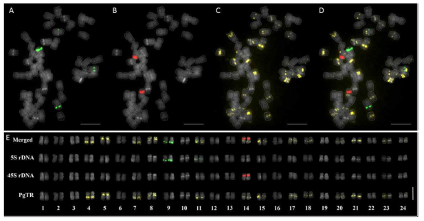 FISH analysis of rDNA and Pg167TR in P. quinquefolius (2n = 48. A) 5S rDNA signal B) 45S rDNA signals C) Pg167TR signals D) merged signals. Intense grey 