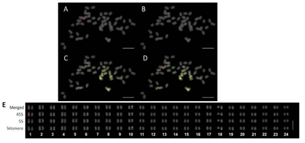 FISH analysis of rDNA and telomere in Dendropanax morbifera (2n = 48). A) 45S rDNA signal B) 5S rDNA signals C) TTTAGGGn telomere signals D) merged signals, and E) FISH karyogram. Bars = 10 μm