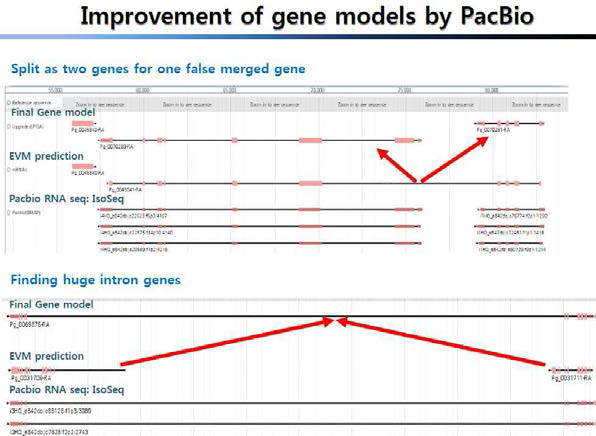 Improvement of P . ginseng gene models by PacBio transcript sequences