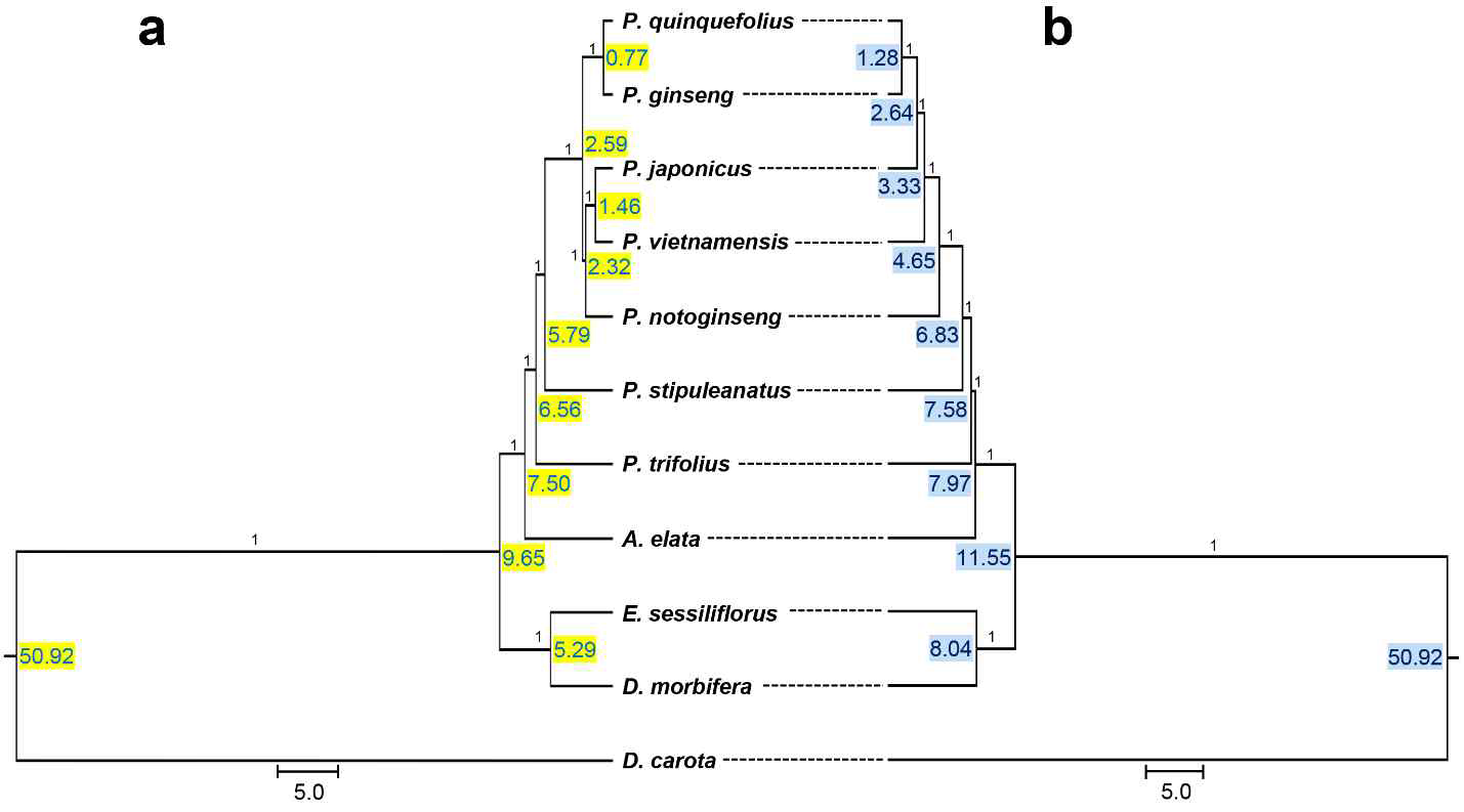 Phylogenetic tree and divergence time of 11 Araliaceae species. (a, b) The tree was generated based on cp protein-coding and 45S nrDNA sequences by Bayesian Inference analysis using BEAST (version 1.8.1). Divergence time was calculated based on 49 million years ago (MYA) when Araliaceae species were diverged from a common ancestor with Apiaceae species (represented by Daucus carota). The number above each branch refers to the Bayesian posterior probability