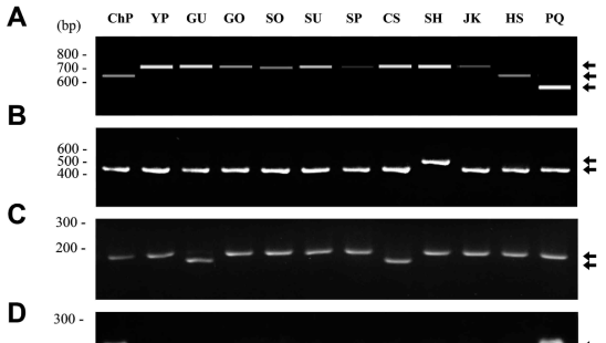 Primers to detect polymorphism among P. ginseng accessions Primer ID. Validation of SNP and InDel polymorphic sites. (A, B) PCR analysis of InDel regions in ycf1 (A) using primer set pgycf1 and trnUUC-trnGGU (B) using primer set pgcp137 (Table II-1-5). (C) SNP analysis using dCAPS primers, pgcpd02, designed for the SNP site in the rpoC2 gene (Table II-1-5). ScaI digestion of the amplicon produced a digested fragment except in GU and CS. (D) SNP analysis with dCAPS primers, pgcpd01, designed for the SNP site in rpoC1 gene (Table 3). XbaI digestion of the amplicon produced a digested fragment except in ChP and PQ. Abbreviated cultivar names are denoted on the gels. PQ and M denote P. quinquefolius and 100-bp DNA ladder, respectively