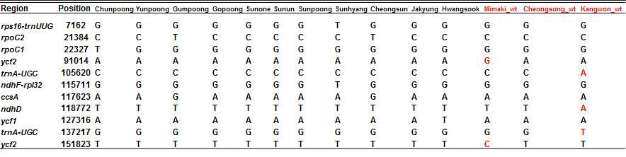 Summary of nucleotide polymorphisms in cp genomes of 14 P. ginseng accessions