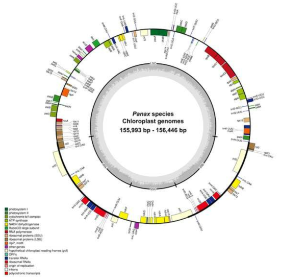 Complete chloroplast genomes of seven Panax species. Colored boxes show conserved chloroplast genes, classified based on product function. Genes shown inside the circle are transcribed clockwise, and those outside the circle are transcribed counterclockwise. Genes belonging to different functional groups are color-coded. Dashed area in the inner circle indicates the GC content of the chloroplast genome