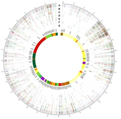 Single nucleotide polymorphic sites in 79 CDS genes of 7 Panax species. The inner track showing 79 chloroplast CDS genes, track A represents total SNPs in all 7 Panax species. The track B – G represent SNPs in P. trifolius, P. stipuleanatus, P. vietnamensis, P. japonicas, P. notoginseng, and P. quinquefolius compared to P. ginseng, respectively. Red, green, blue and black lines on each track indicate the four kinds of SNPs (T, A, C and G nucleotides), respectively. Yellow lines indicate InDel regions