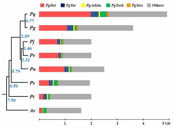 Genomic proportion of the major repeats in Panax species and a related species. Genomic proportion (GP) of 13 repeats in seven Panax species and the related species A. elata