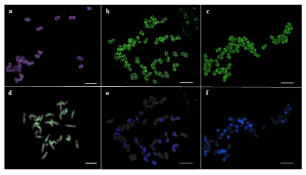 Fluorescence in situ hybridization (FISH) analysis of PgDel1 and PgDel2 in P. ginseng and P. notoginseng chromosomes. The FISH signals of PgDel1 on somatic metaphase chromosomes in (a) P. notoginseng (purple), (b) P. ginseng and (c) P. quinquefolius. The FISH signals of PgDel2 on somatic metaphase chromosomes in (d) P. notoginseng, (e) P. ginseng (blue) and (f) P. quinquefolius (blue). Bar = 10 um