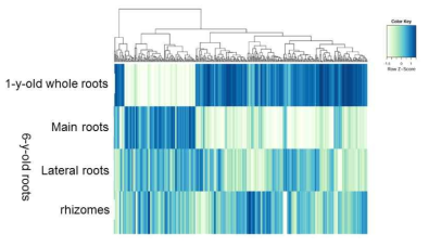 Expression profiles of differentially expressed transcripts among root samples. A total of 364 transcripts were identified to be differentially expressed among four root samples using the edgeR Bioconductor package based on individual FPKM values of three biological replicates for each root sample. Heatmap shows the hierarchical clustering of average FPKM values obtained from individual FPKM values of three replicates