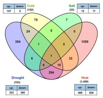 Venn diagram showing P. ginseng abiotic stress-responsive genes identified in this study. Differentially expressed (DE) genes were identified by comparison of gene expression under cold (4℃for 24hr), salt (100mM for 24hr), drought (air-drying for 24hr), and heat (30℃ for 1 week and 3 weeks) with control plants, using EdgeR with parameters of FDR adjusted P-vaule cutoff 0,01 and more than 2 fold changes