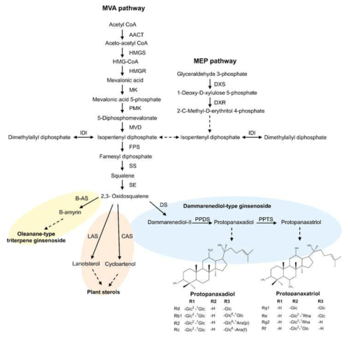Proposed ginsenoside biosynthesis pathway in Panax ginseng