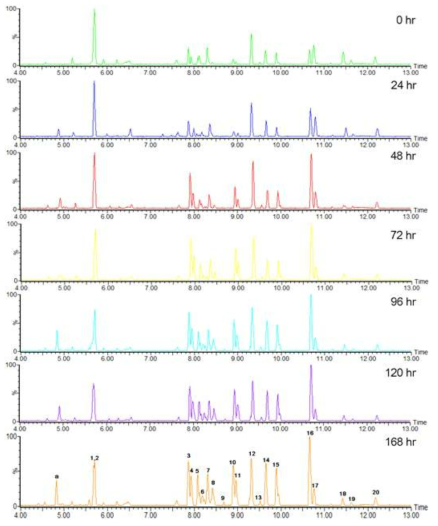 Representative chromatograms of MJ-treated CS adventitious roots analyzed by UPLC-QTOF/MS