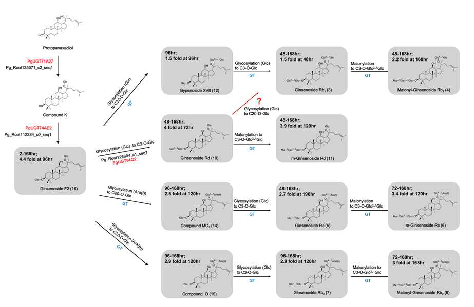 Proposed ginsenosides biosynthesis pathway in Panax ginseng adventitious roots and characterized UGTs