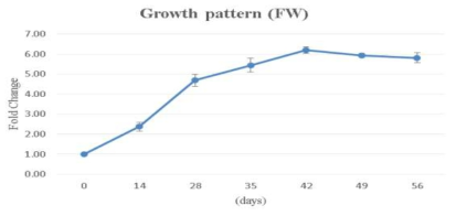 Growth pattern of P . ginseng adventitious roots for 56 day